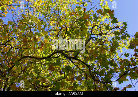 Lauben-Platanen zeigen Herbstfarben gegen einen blauen Himmel im St. Stephens Green Dublin City Centre Stockfoto