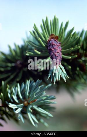 Samen Kegel auf Sitka Fichte Baum (Picea Sitchensis), BC, Britisch-Kolumbien, Kanada Stockfoto