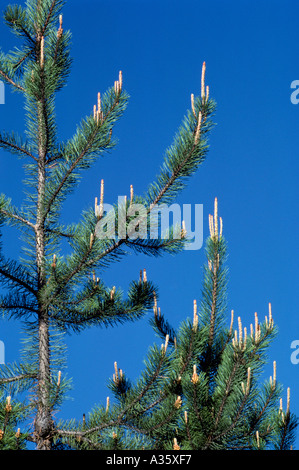 Neues Wachstum auf einem Lodgepole Kiefer (Pinus Contorta Latifolia), Britisch-Kolumbien, Kanada Stockfoto