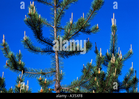 Neues Wachstum auf einem Lodgepole Kiefer (Pinus Contorta Latifolia), Britisch-Kolumbien, Kanada Stockfoto