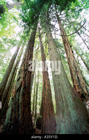 Western Red Cedar und Douglas-Tannenbäume an der West Küste von Vancouver Island in British Columbia Kanada Stockfoto