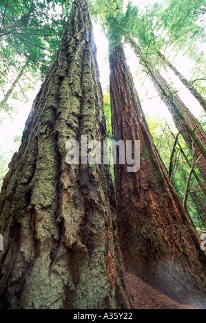 Douglasien (Pseudotsuga Menziesii) wachsen im gemäßigten Regenwald Old Growth, Vancouver Island, British Columbia, Kanada Stockfoto