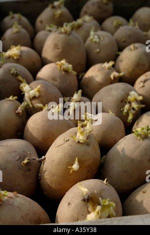 Pflanzkartoffeln in Kartoffeln Schale zeigt gesunde schießt Stockfoto