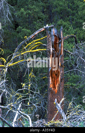 Eine Fäulnis Nadel-Baumstamm bedeckt mit Flechten im Wald Westküste in British Columbia Kanada Stockfoto