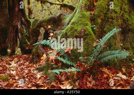 Farn und Moos bedeckt Baumstamm in einem Westküste Regenwald auf Vancouver Island in British Columbia Kanada Stockfoto