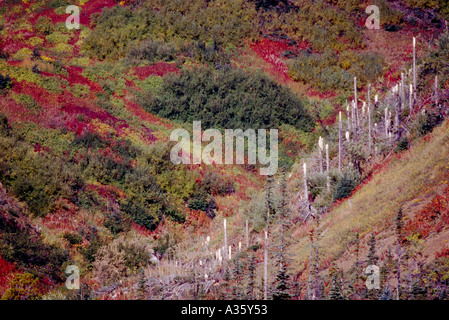 Nadelbäume schnappte von einer Lawine im nördlichen British Columbia Kanada Stockfoto