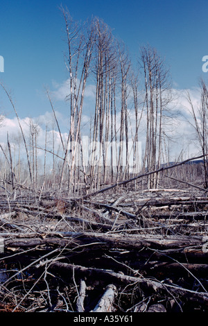 Tote und verbrannte Bäume nach Forest Fire, Norden von British Columbia, Kanada Stockfoto