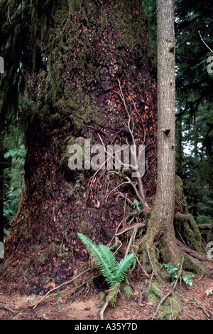 Junger Baum mit ausgesetzt Wurzeln wachsen an alten Nadelwäldern Baumstamm im gemäßigten Regenwald, BC, Britisch-Kolumbien, Kanada Stockfoto