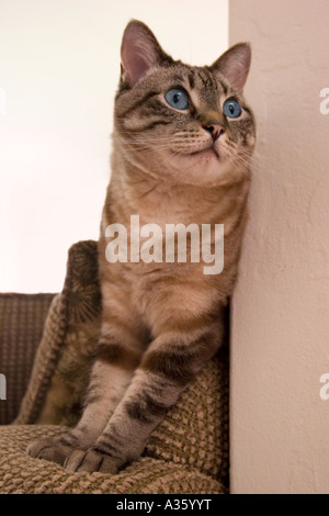 Eine hübsche blaue Auge Katze steht auf dem Arm eine Couch, nachschlagen. Stockfoto