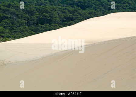 Panoramablick von der großen Düne Pyla und der Wald der Landes Frankreich Stockfoto