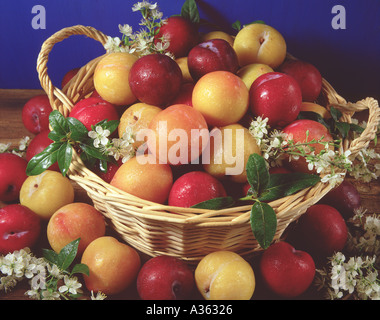 Pflaumen Stockfoto