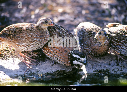 Nördlichen Bobwhite Quail Live Oak County Texas uns Wachtel Jagd ist großer Sport im südlichen uns Vogel Hunde häufig verwendet, um zu jagen Stockfoto