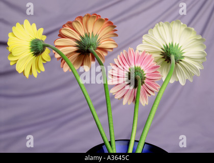 Gerber Daisy Blumen Stockfoto
