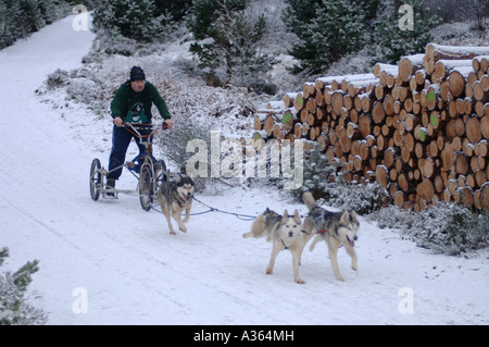 Siberian Husky Club Rally Wettbewerb zum Glenmore. Aviemore in den Cairngorms National Park.  XMM 4535-428 Stockfoto