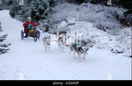 Siberian Husky Club Rally Wettbewerb zum Glenmore. Aviemore in den Cairngorms National Park.  XMM 4537-428 Stockfoto