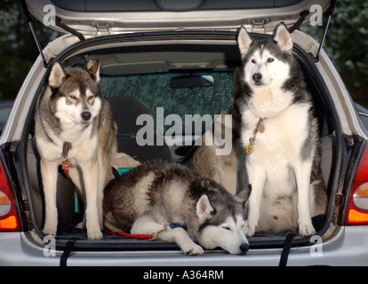 Malamute Hunde warten auf ihre Veranstaltung im Aviemore Siberian Husky Club Rally Wettbewerb auf Glenmore Stockfoto