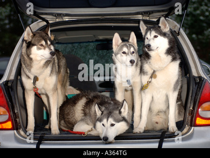 Malamute Hunde warten auf ihre Veranstaltung im Aviemore Siberian Husky Club Rally Wettbewerb auf Glenmore Stockfoto