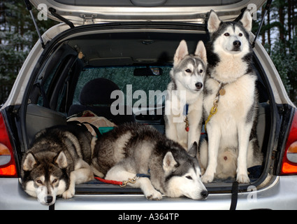 Malamute Hunde warten auf ihre Veranstaltung im Aviemore Siberian Husky Club Rally Wettbewerb auf Glenmore.  XMM 4542-428 Stockfoto