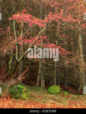 Eberesche (Rowan) am Ufer von Loch Eck, Cowal und Dunoon Stockfoto