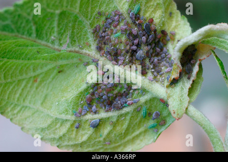 ROSIGEN APFEL BLATTLAUS DYSAPHIS PLANTAGINEA VERSAMMELN SICH AUF UNTERSEITE DES APPLE LEAF Stockfoto