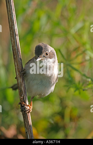WHITETHROAT SYLVIA COMMUNIS MÄNNLICHEN ON NARREN PETERSILIE Stockfoto