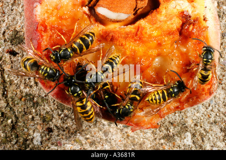 GEMEINSAMEN WESPE VESPULA VULGARIS ESSEN PFIRSICH Stockfoto