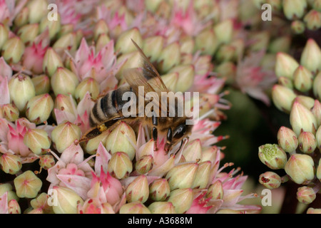 HONIG BIENE APIS MELIFERA NEHMEN NEKTAR-SEITENANSICHT Stockfoto