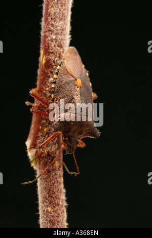 FOREST BUG PENTATOMA ART AUF ZWEIG RÜCKANSICHT Stockfoto