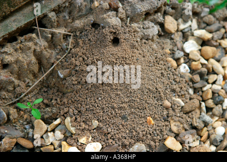 TAWNY MINING BEE ANDRENA FULVA MINE AM RAND WEG Stockfoto