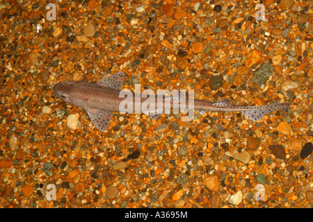 GERINGEREM GEFLECKTE KATZENHAI SCYLIORHINUS CANICULA AUF STONEY BODEN Stockfoto