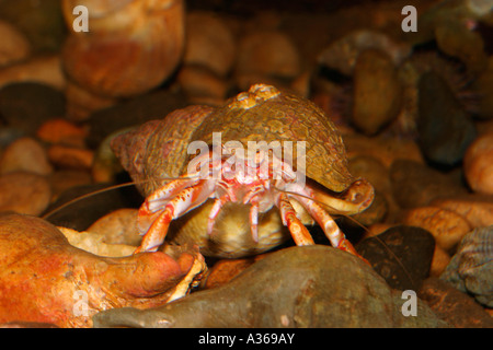 EINSIEDLERKREBS PAGURUS BERNHARDUS IN SHELL-VORDERANSICHT Stockfoto