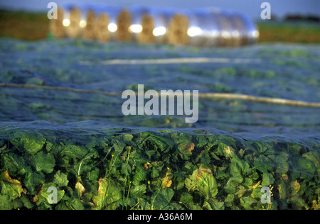 Rüben wachsen unter Polophyne auf einer Fram in Snape nahe Woodbridge, Suffolk, UK. Stockfoto