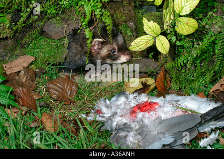 ILTIS MUSTELA PUTORIUS MÄNNLICHEN AM PIGEON VORDERANSICHT HAUTNAH Stockfoto
