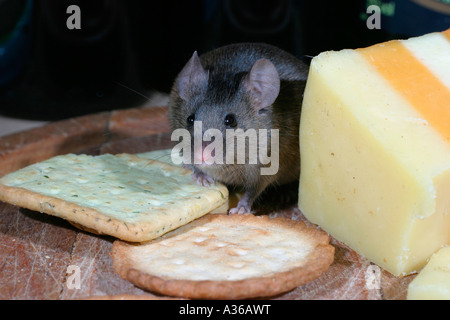 HAUSMAUS MUS DOMESTICUS ESSEN KEKSE VORDERANSICHT HAUTNAH Stockfoto