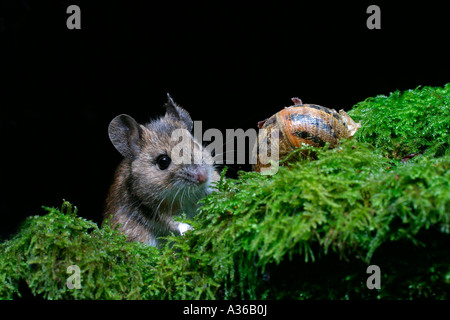 WALDMAUS APODEMUS SYLVATICUS ÜBER ANGRIFF SCHNECKE SEITENANSICHT Stockfoto