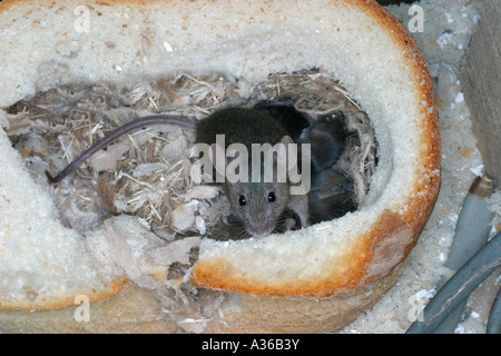 HAUSMAUS MUS DOMESTICUS AM NEST IN LAIB BROT Stockfoto