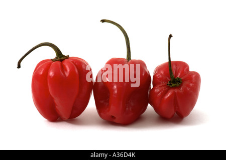 Scotch Bonnet Chili Peppers Stockfoto