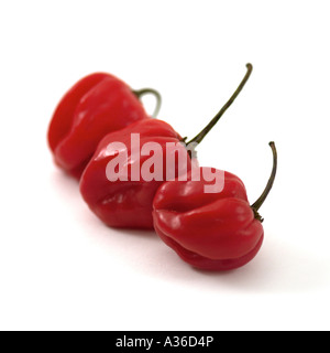 Scotch Bonnet Chili Peppers Stockfoto