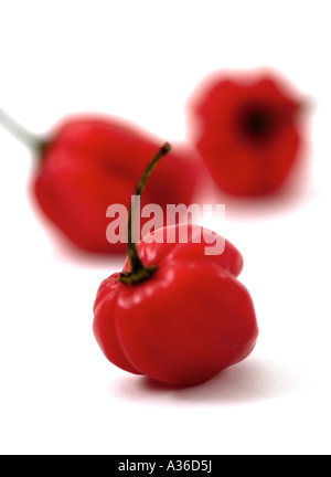 Scotch Bonnet Chili Peppers Stockfoto