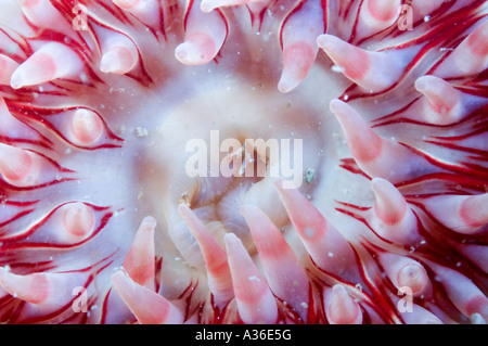 Dahlia Anemone Menai Straits Anglesey Stockfoto