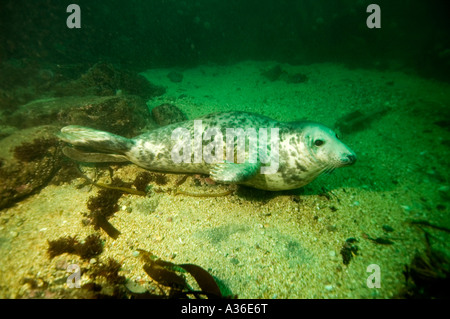 Seal Pup Farne Islands Northumberland UK Stockfoto