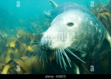 Bull versiegeln Farne Islands Northumberland UK Stockfoto