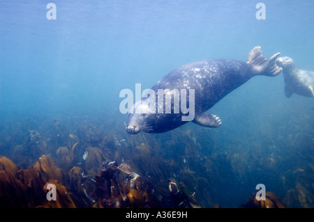 Stier, Dichtung und weiblich Farne Islands Northumberland UK Stockfoto