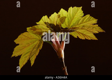 Neu Blätter entstanden Bergahorn Acer Pseudoplatanus im Frühjahr Stockfoto