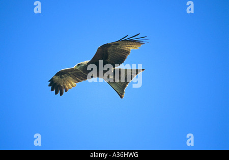 Schwarze Drachen Milvus Migrans soaring vor einem strahlend blauen Himmel in Tansania Ostafrika in der Ngorongoro Crater Stockfoto