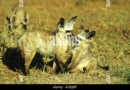 Fledermaus-Eared Fox Loffelhund Otocyon Megalotis Jungen spielen zusammen im frühen Morgenlicht in der Ngorongoro-Krater-Tansania Stockfoto
