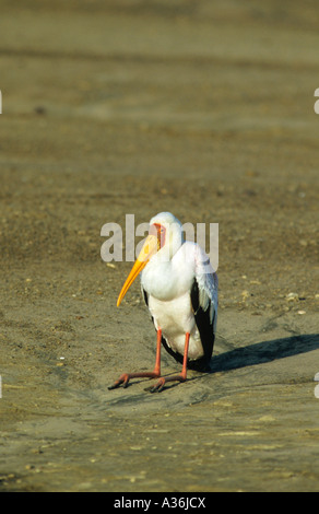 Gelb in Rechnung Storch Mycteria Ibis in sitzender Position sitzen auf dem Boden in Tansania Ostafrika Stockfoto