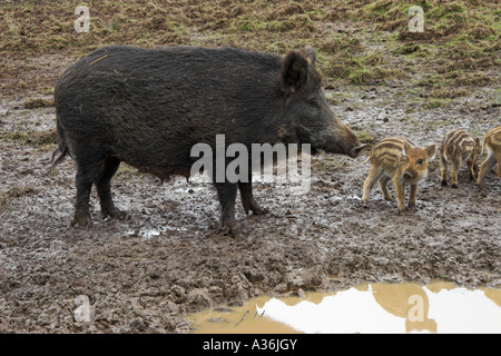 Weibliche Wildschweine mit ihren Wurf, Bowland Wildschweine Park, in der Nähe von Chipping, Wald von Bowland, Lancashire, England Stockfoto