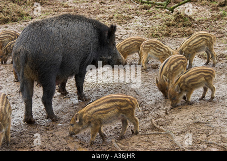 Weibliches Wildschwein mit ihrem Wurf, Bowland Wildschweine Park, in der Nähe von Chipping, Wald von Bowland, Lancashire, England Stockfoto