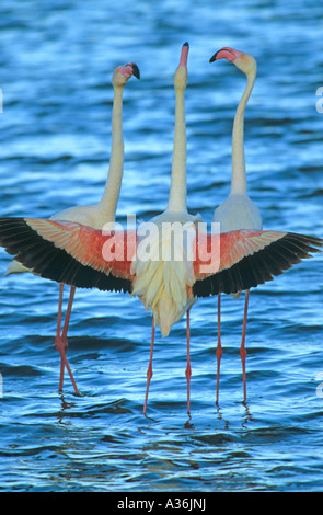 Größere Flamingo Phoenicopterus Ruber im Wasser anzeigen mit ihren Flügeln weit offen und zeigt den roten auf den Flügeln steht Stockfoto